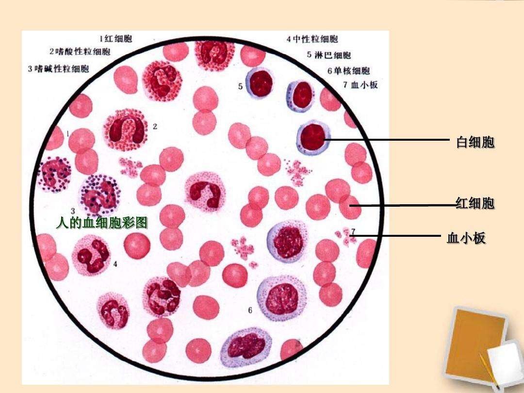 三氧自血疗法对白细胞、血小板的影响